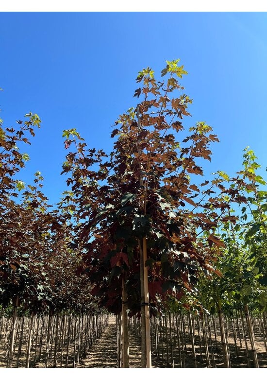 Berg-Ahorn 'Spaethii' | Acer pseudoplatanus 'Spaethii'