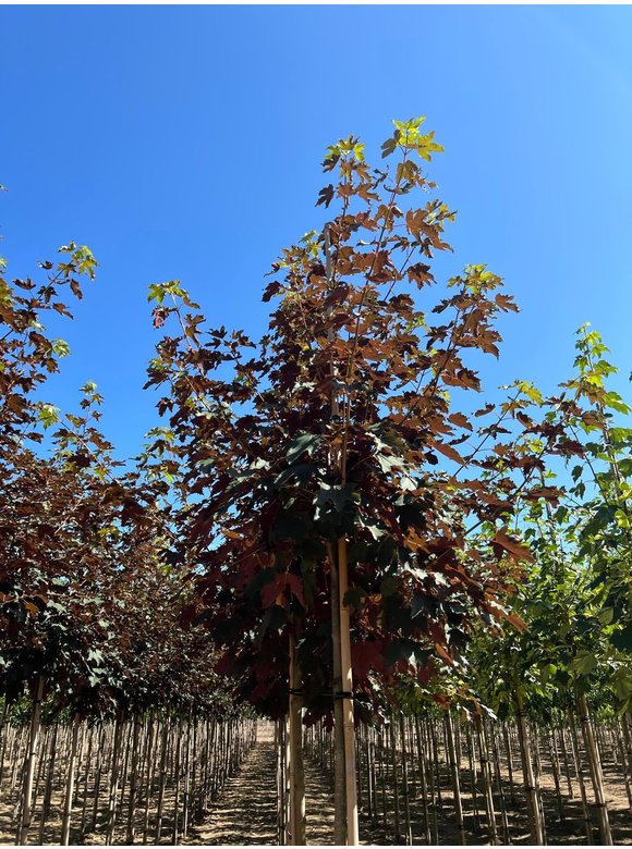 Berg-Ahorn 'Spaethii' | Acer pseudoplatanus 'Spaethii' Berg-Ahorn 'Spaethii' | Acer pseudoplatanus 'Spaethii'
