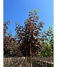 Berg-Ahorn 'Spaethii' | Acer pseudoplatanus 'Spaethii'
