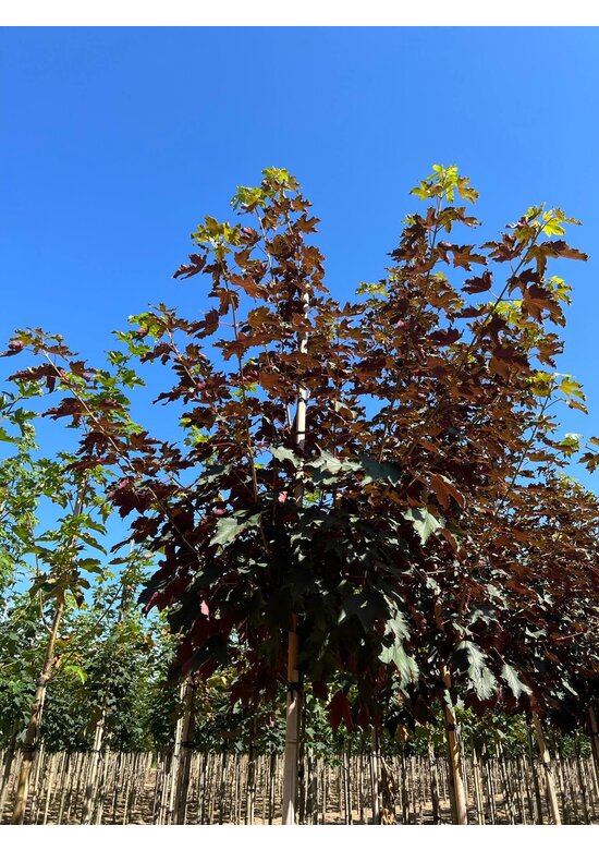Berg-Ahorn 'Spaethii' | Acer pseudoplatanus 'Spaethii'
