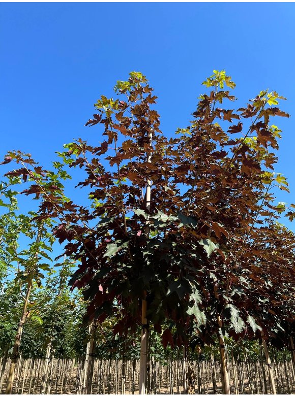 Berg-Ahorn 'Spaethii' | Acer pseudoplatanus 'Spaethii' Berg-Ahorn 'Spaethii' | Acer pseudoplatanus 'Spaethii'