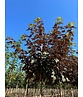 Berg-Ahorn 'Spaethii' | Acer pseudoplatanus 'Spaethii'