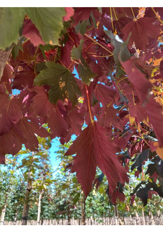 Berg-Ahorn 'Spaethii' | Acer pseudoplatanus 'Spaethii'
