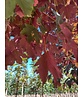 Berg-Ahorn 'Spaethii' | Acer pseudoplatanus 'Spaethii'