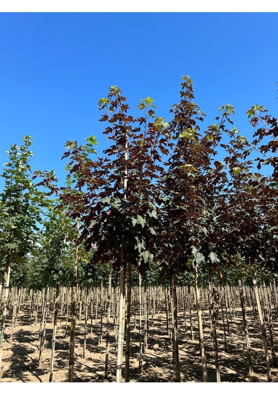 Berg-Ahorn 'Spaethii' | Acer pseudoplatanus 'Spaethii'