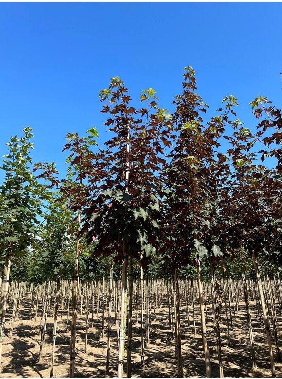 Berg-Ahorn 'Spaethii' | Acer pseudoplatanus 'Spaethii' Berg-Ahorn 'Spaethii' | Acer pseudoplatanus 'Spaethii'