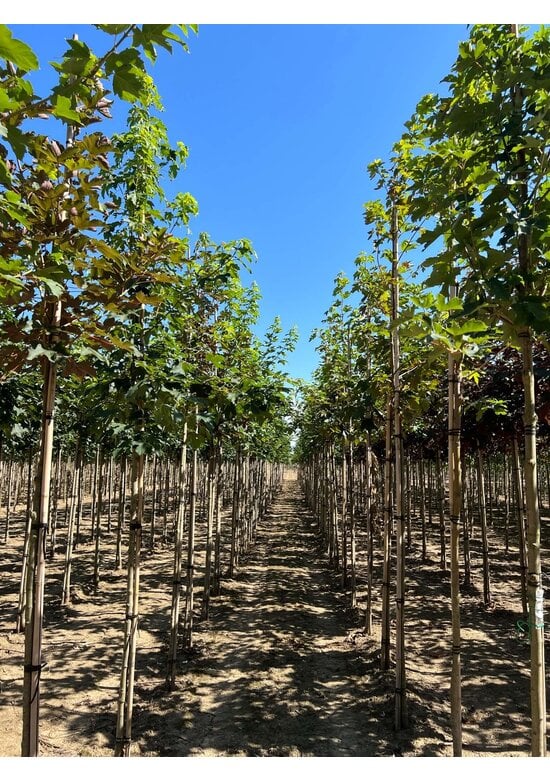 Bergahorn Hochstamm | Acer pseudoplatanus