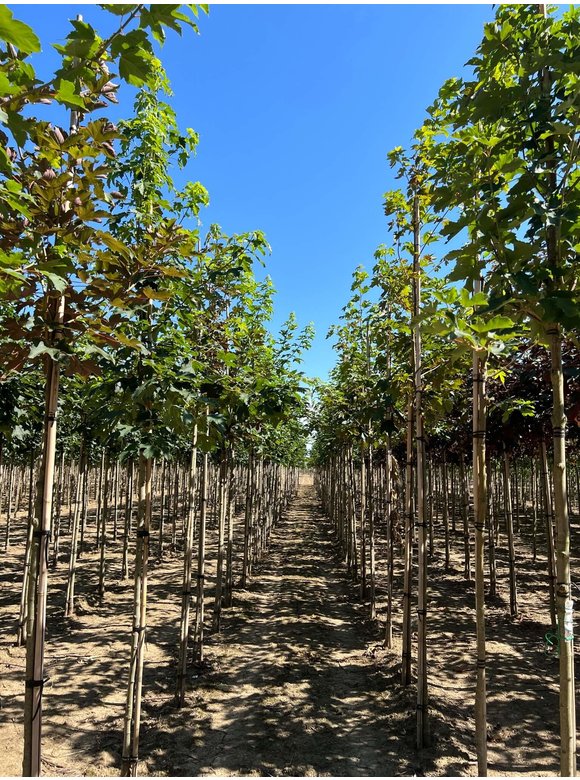 Berg-Ahorn | Acer pseudoplatanus Berg-Ahorn | Acer pseudoplatanus