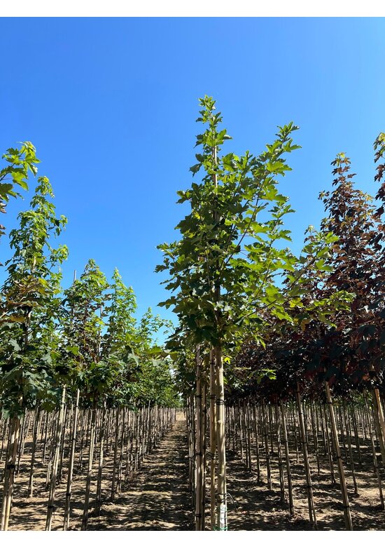 Bergahorn Hochstamm | Acer pseudoplatanus