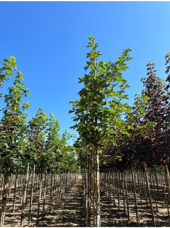 Berg-Ahorn | Acer pseudoplatanus Berg-Ahorn | Acer pseudoplatanus