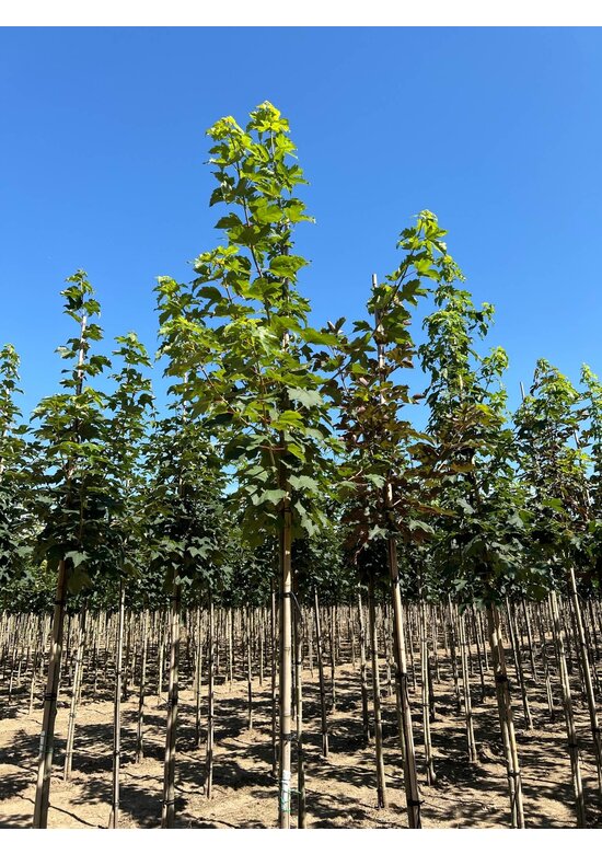 Berg-Ahorn | Acer pseudoplatanus