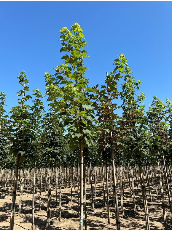 Berg-Ahorn | Acer pseudoplatanus Berg-Ahorn | Acer pseudoplatanus