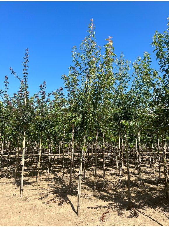 Feuer-Ahorn 'Ginnala' | Acer tataricum 'Ginnala' Feuer-Ahorn 'Ginnala' | Acer tataricum 'Ginnala'