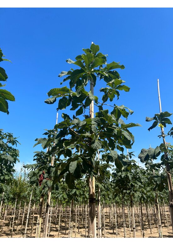 Rotblühende Edelkastanie - Rosskastanie 'Briotii' | Aesculus carnea 'Briotii'