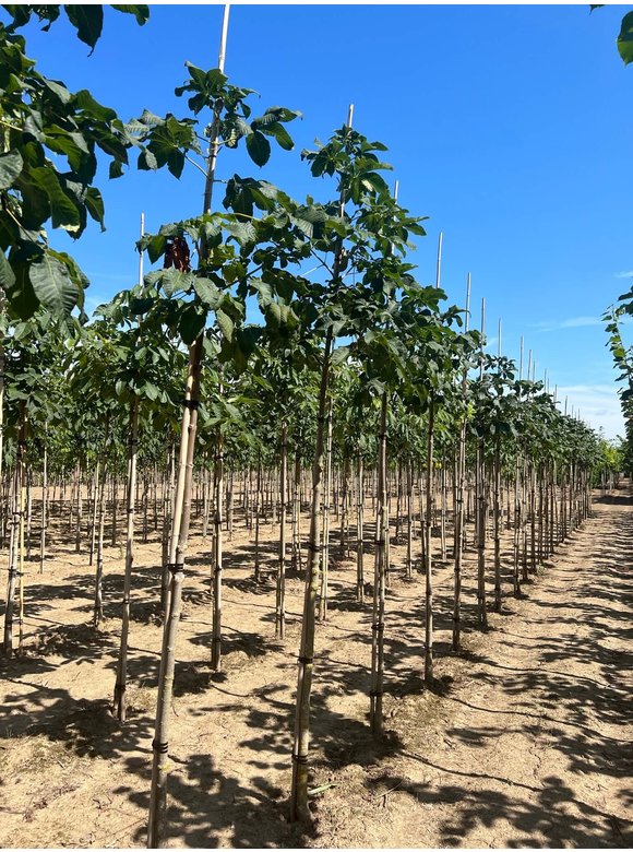 Rotblühende Edelkastanie - Scharlachkastanie - Rosskastanie 'Briotii' | Aesculus carnea 'Briotii' Rotblühende Edelkastanie - Scharlachkastanie - Rosskastanie 'Briotii' | Aesculus carnea 'Briotii'