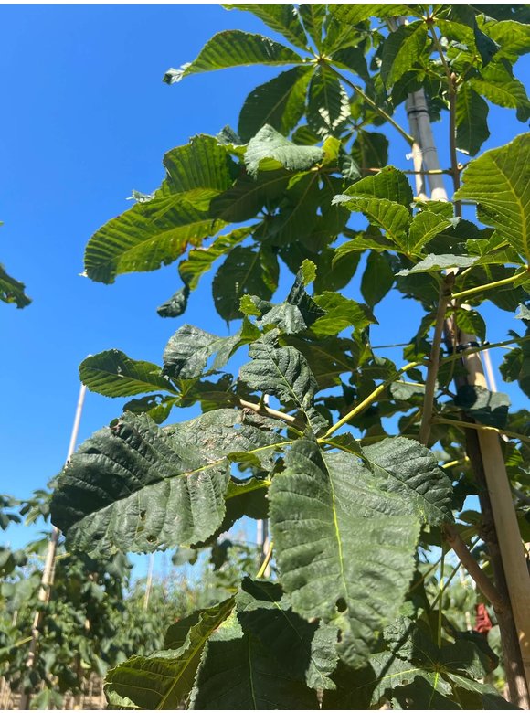 Rotblühende Edelkastanie - Scharlachkastanie - Rosskastanie 'Briotii' | Aesculus carnea 'Briotii' Rotblühende Edelkastanie - Scharlachkastanie - Rosskastanie 'Briotii' | Aesculus carnea 'Briotii'
