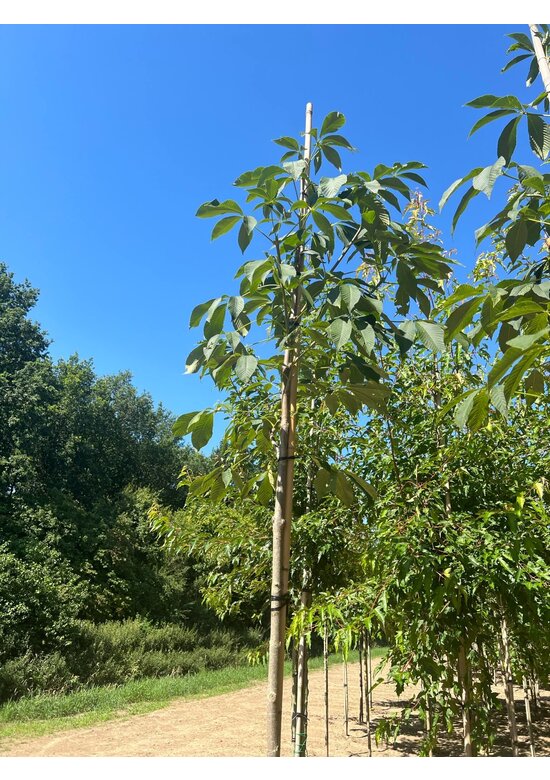 Gelbe Pavie 'Vestita' | Aesculus flava 'Vestita' Gelbe Pavie 'Vestita' | Aesculus flava 'Vestita'