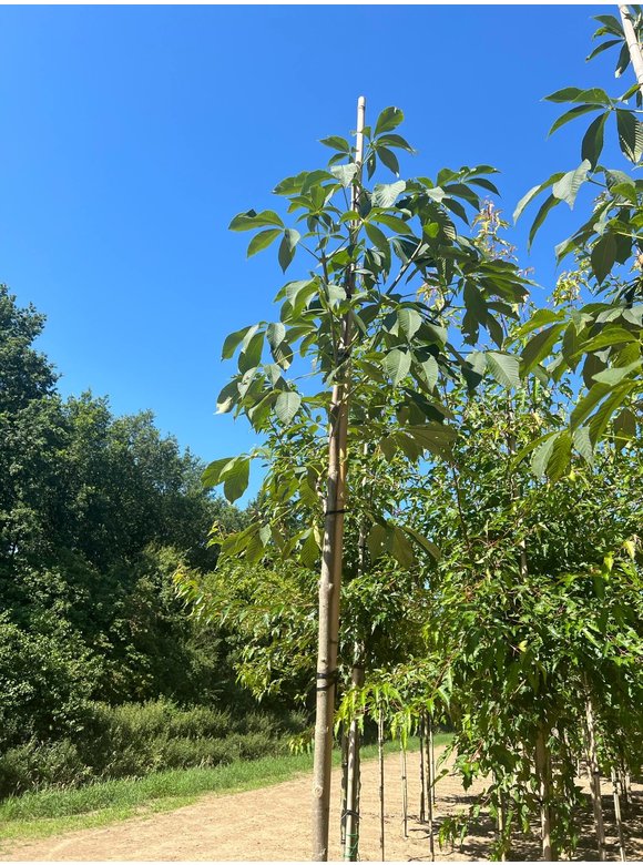 Gelbe Pavie 'Vestita' | Aesculus flava 'Vestita' Gelbe Pavie 'Vestita' | Aesculus flava 'Vestita'