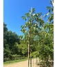 Gelbe Pavie 'Vestita' | Aesculus flava 'Vestita' Gelbe Pavie 'Vestita' | Aesculus flava 'Vestita'