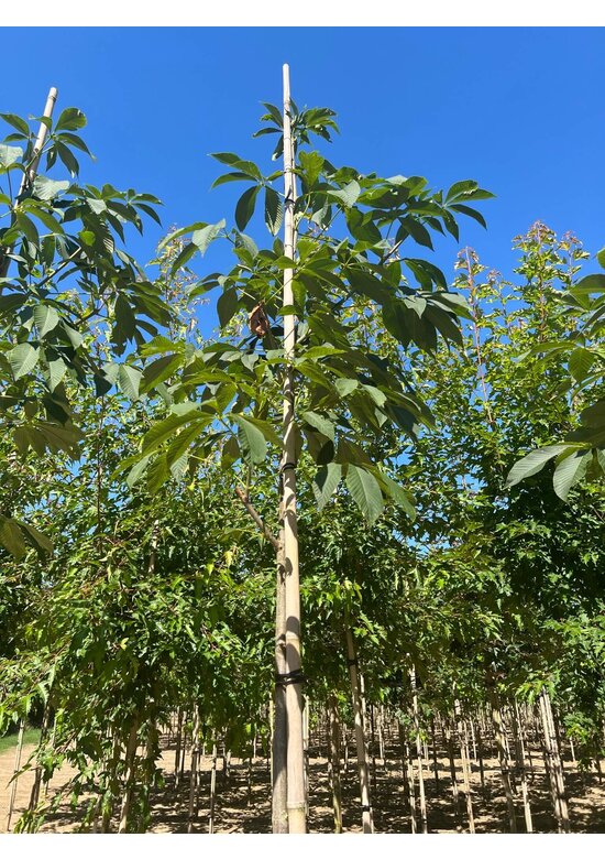 Gelbe Pavie 'Vestita' | Aesculus flava 'Vestita' Gelbe Pavie 'Vestita' | Aesculus flava 'Vestita'