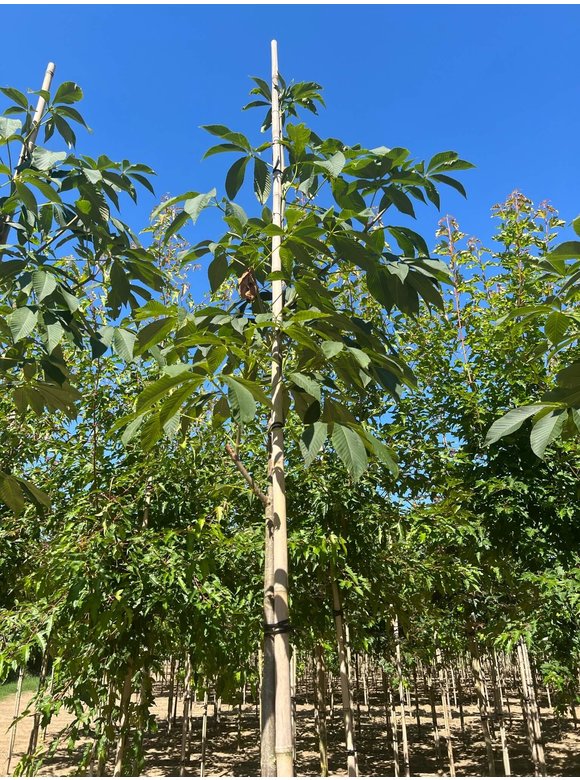 Gelbe Pavie 'Vestita' | Aesculus flava 'Vestita' Gelbe Pavie 'Vestita' | Aesculus flava 'Vestita'