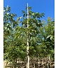 Gelbe Pavie 'Vestita' | Aesculus flava 'Vestita' Gelbe Pavie 'Vestita' | Aesculus flava 'Vestita'