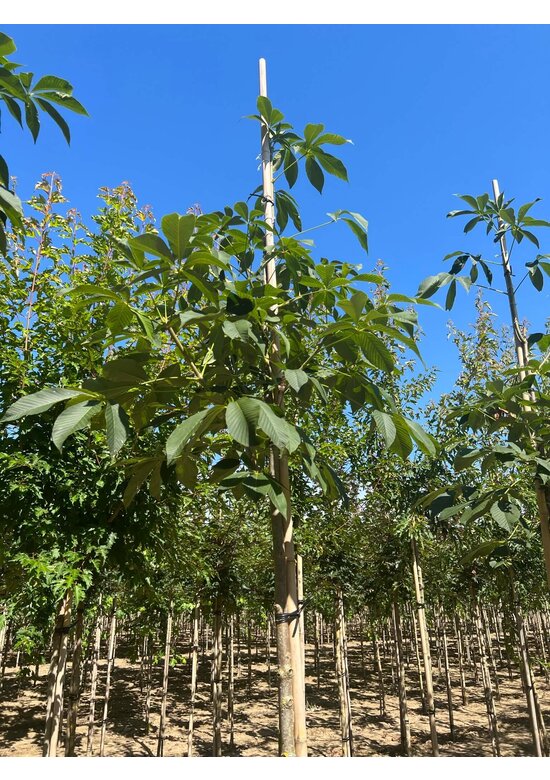 Gelbe Pavie 'Vestita' | Aesculus flava 'Vestita' Gelbe Pavie 'Vestita' | Aesculus flava 'Vestita'