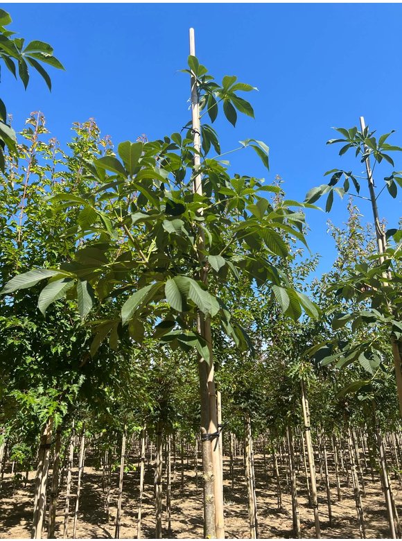 Gelbe Pavie 'Vestita' | Aesculus flava 'Vestita' Gelbe Pavie 'Vestita' | Aesculus flava 'Vestita'