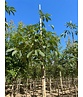 Gelbe Pavie 'Vestita' | Aesculus flava 'Vestita' Gelbe Pavie 'Vestita' | Aesculus flava 'Vestita'