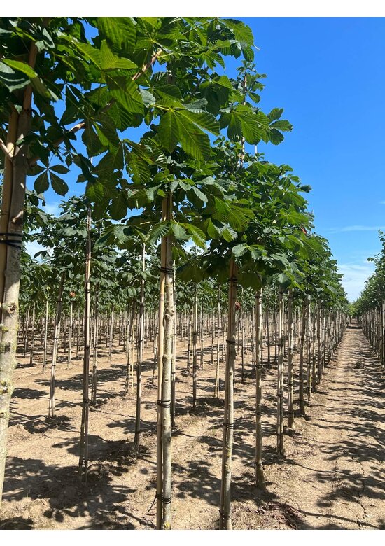 Gefülltblühende Rosskastanie 'Baumannii' | Aesculus hippocastanum 'Baumannii'