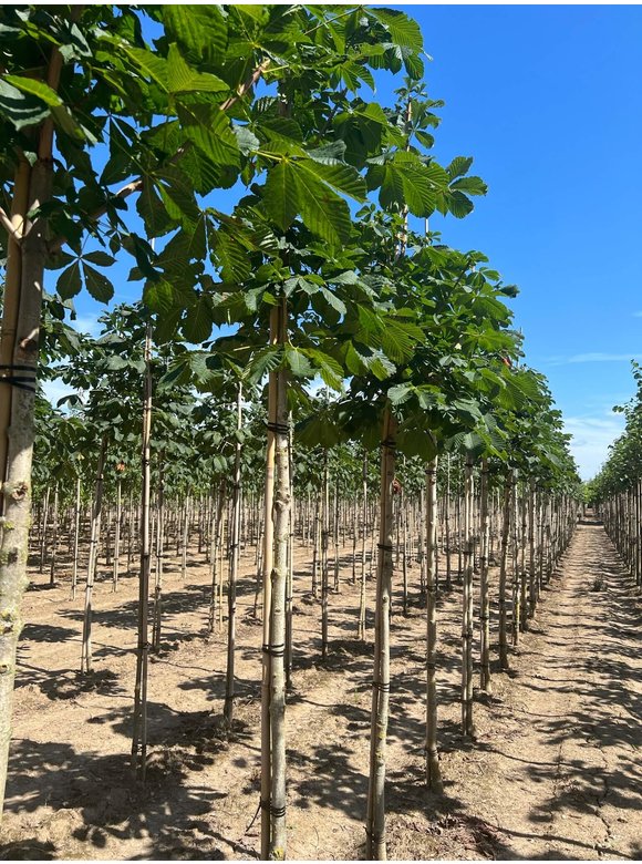 Gefülltblühende Rosskastanie 'Baumannii' | Aesculus hippocastanum 'Baumannii' Gefülltblühende Rosskastanie 'Baumannii' | Aesculus hippocastanum 'Baumannii'