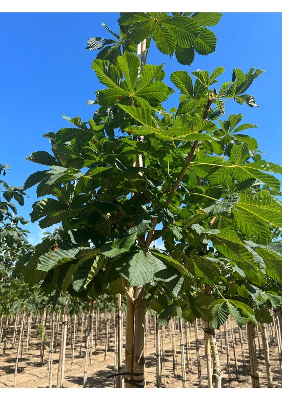 Gefülltblühende Rosskastanie 'Baumannii' | Aesculus hippocastanum 'Baumannii'