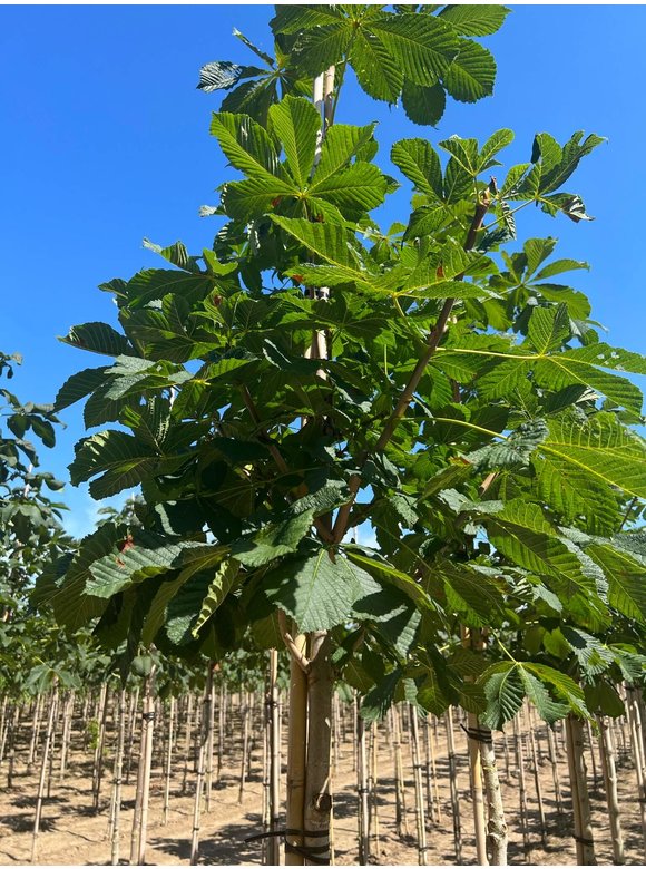 Gefülltblühende Rosskastanie 'Baumannii' | Aesculus hippocastanum 'Baumannii' Gefülltblühende Rosskastanie 'Baumannii' | Aesculus hippocastanum 'Baumannii'