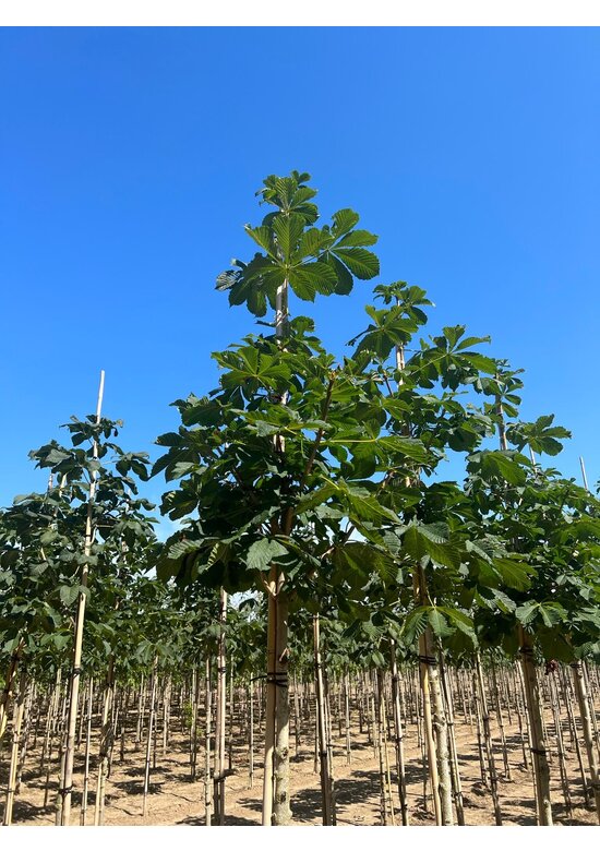 Gefülltblühende Rosskastanie 'Baumannii' | Aesculus hippocastanum 'Baumannii'
