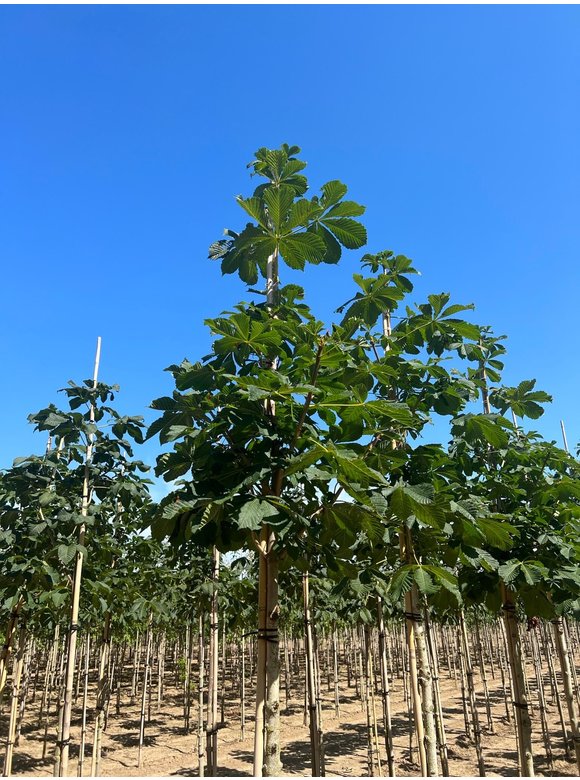 Gefülltblühende Rosskastanie 'Baumannii' | Aesculus hippocastanum 'Baumannii' Gefülltblühende Rosskastanie 'Baumannii' | Aesculus hippocastanum 'Baumannii'