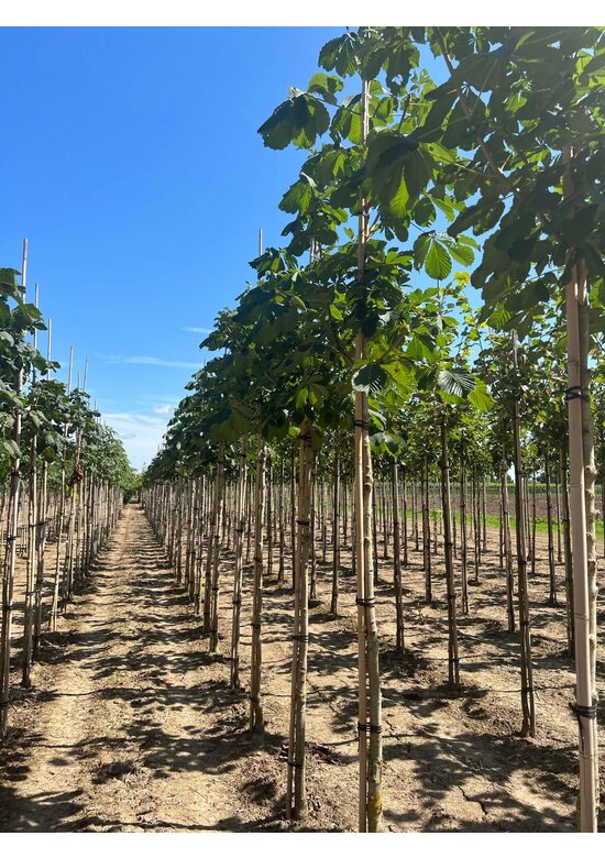 Gefülltblühende Rosskastanie 'Baumannii' | Aesculus hippocastanum 'Baumannii'