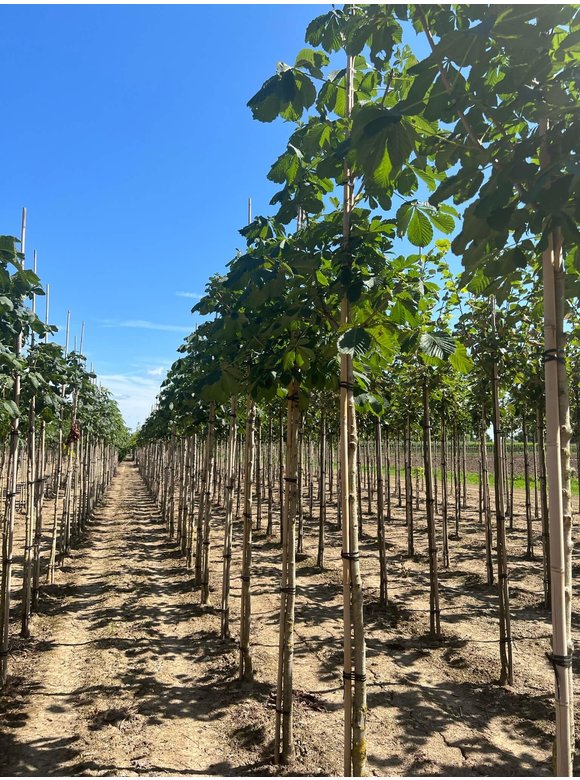 Gefülltblühende Rosskastanie 'Baumannii' | Aesculus hippocastanum 'Baumannii' Gefülltblühende Rosskastanie 'Baumannii' | Aesculus hippocastanum 'Baumannii'