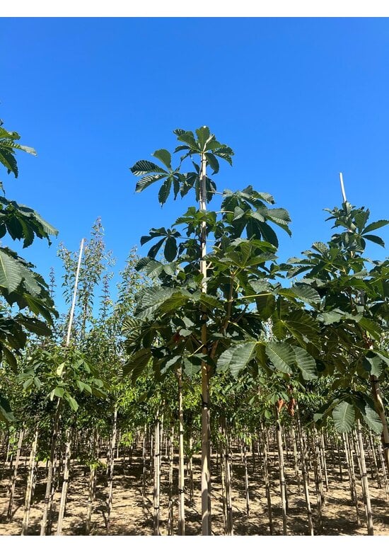 Gewöhnliche Rosskastanie | Aesculus hippocastanum