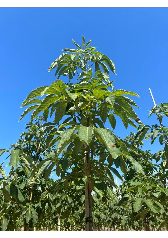 Indische Rosskastanie | Aesculus indica