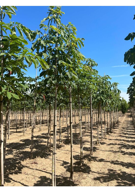 Indische Rosskastanie | Aesculus indica