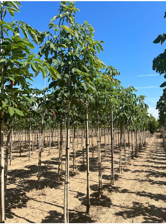 Indische Rosskastanie | Aesculus indica Indische Rosskastanie | Aesculus indica