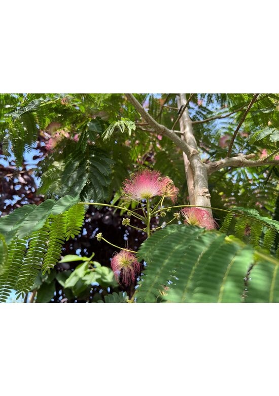 Seidenbaum 'Ombrella' | Albizia julibrissin 'Ombrella'