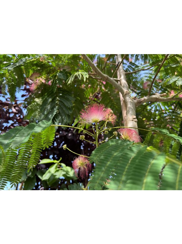 Seidenbaum - Schlafbaum - Seidenakazie 'Ombrella' | Albizia julibrissin 'Ombrella' Seidenbaum - Schlafbaum - Seidenakazie 'Ombrella' | Albizia julibrissin 'Ombrella'