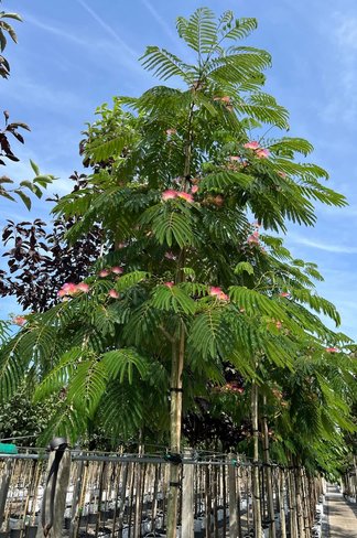 Seidenbaum - Schlafbaum - 'Ombrella' | Albizia julibrissin 'Ombrella'