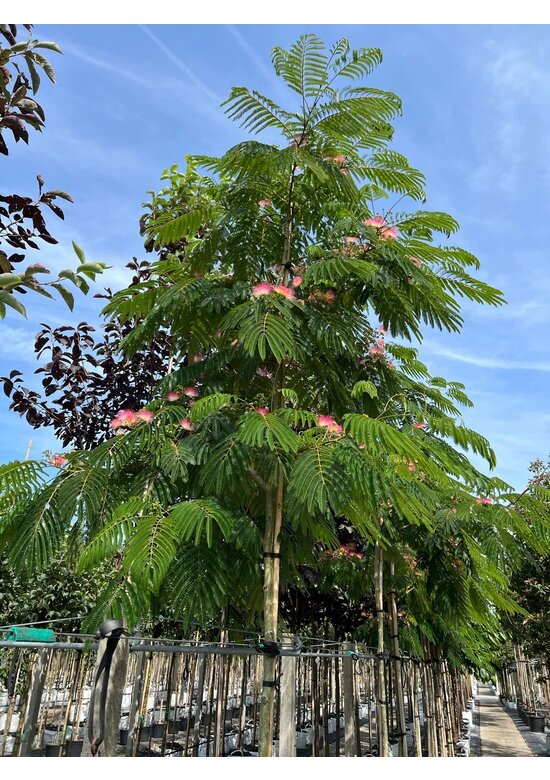 Seidenbaum - Schlafbaum  'Ombrella' | Albizia julibrissin 'Ombrella'