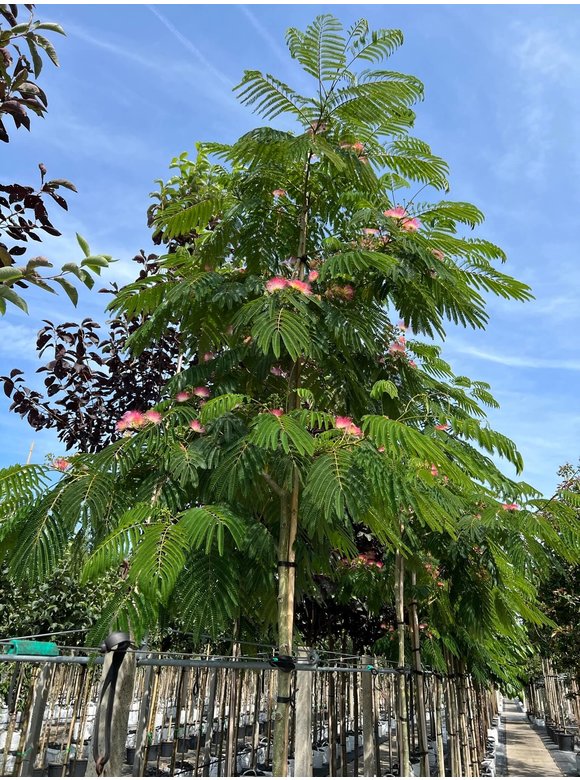 Seidenbaum - Schlafbaum - Seidenakazie 'Ombrella' | Albizia julibrissin 'Ombrella' Seidenbaum - Schlafbaum - Seidenakazie 'Ombrella' | Albizia julibrissin 'Ombrella'