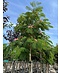Seidenbaum 'Ombrella' | Albizia julibrissin 'Ombrella'