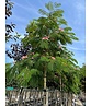 Seidenbaum - Schlafbaum  'Ombrella' | Albizia julibrissin 'Ombrella'
