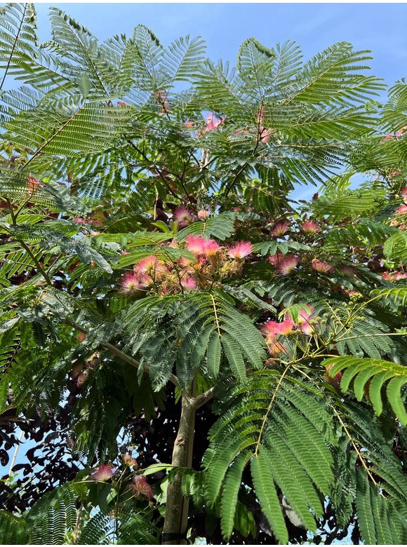 Seidenbaum - Schlafbaum - Seidenakazie 'Ombrella' | Albizia julibrissin 'Ombrella' Seidenbaum - Schlafbaum - Seidenakazie 'Ombrella' | Albizia julibrissin 'Ombrella'