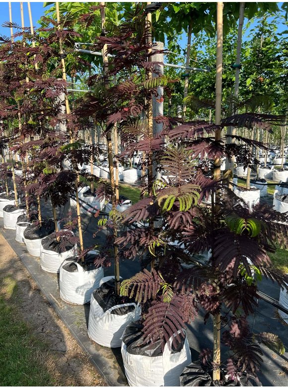 Seidenbaum - Schlafbaum - Seidenakazie 'Summer Chocolate' | Albizia julibrissin 'Summer Chocolate' Seidenbaum - Schlafbaum - Seidenakazie 'Summer Chocolate' | Albizia julibrissin 'Summer Chocolate'